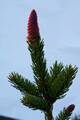 Picea abies Columnaris IMG_9722 Świerk pospolity